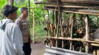 Kolaborasi Polisi dan Warga Bhabinkamtibmas Senggigi Perkuat Ketahanan Pangan di Dusun Krandangan (1) Kolaborasi Polisi dan Warga Bhabinkamtibmas Senggigi Perkuat Ketahanan Pangan di Dusun Krandangan