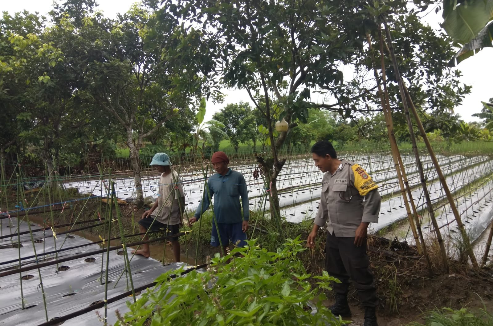 Bhabinkamtibmas Desa Kediri Dukung Ketahanan Pangan Lewat Sambang Petani