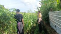 Jagung Bonanza dan Peran Polri dalam Ketahanan Pangan
