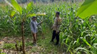 Bhabinkamtibmas Sekotong Timur Dampingi Petani Dukung Ketahanan Pangan