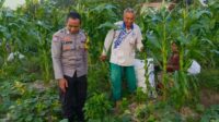 Petani Kuripan Utara Terapkan Inovasi Pertanian Didukung Polri (1) Petani Kuripan Utara Terapkan Inovasi Pertanian Didukung Polri