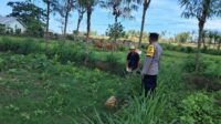 Polri Dorong Pertanian Produktif di Desa Pelangan, Sekotong