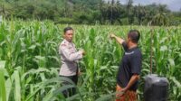 Polri Hadir di Ladang Jagung Sekotong, Dorong Stabilitas Pangan (1) Polri Hadir di Ladang Jagung Sekotong, Dorong Stabilitas Pangan
