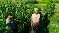 Polsek Lembar Dampingi Warga Mareje Timur Atur Tanam Jagung (2) Polsek Lembar Dampingi Warga Mareje Timur Atur Tanam Jagung