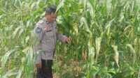 Mitra Tani: Peran Polisi dalam Mewujudkan Pangan Mandiri