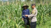 Bhabinkamtibmas Sekotong Dukung Petani Jagung Wujudkan Ketahanan Pangan