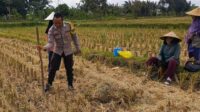 Ketahanan Pangan Dimulai dari Desa, Polsek Kuripan Dampingi Petani Jagung di Iting Langgem (2) Ketahanan Pangan Dimulai dari Desa, Polsek Kuripan Dampingi Petani Jagung di Iting Langgem