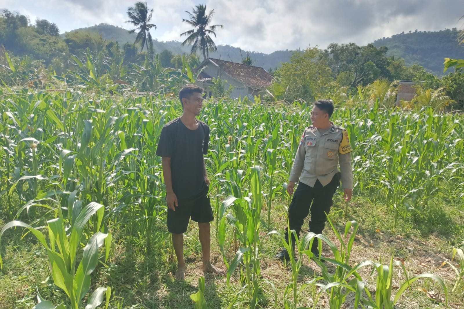 Polisi Desa Cendi Manik Dorong Ketahanan Pangan Lewat Pendampingan Petani Sekotong
