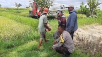 Sinergi Petani dan Polisi di Kediri Lombok Barat, Wujudkan Swasembada Jagung (1) Sinergi Petani dan Polisi di Kediri Lombok Barat, Wujudkan Swasembada Jagung