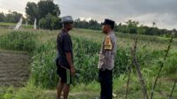 Sinergi Polri dan Warga Kuripan Perkuat Ketahanan Pangan Lokal (1) Polri Bina Petani Kuripan Utara Wujudkan Kemandirian Pangan Keluarga
