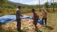 Bhabinkamtibmas Sekotong Dukung Petani Jagung di Desa Batu Putih