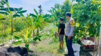 Polsek Lembar Dukung Ketahanan Pangan, Bhabinkamtibmas Beri Semangat Petani Jagung di Eyat Mayang