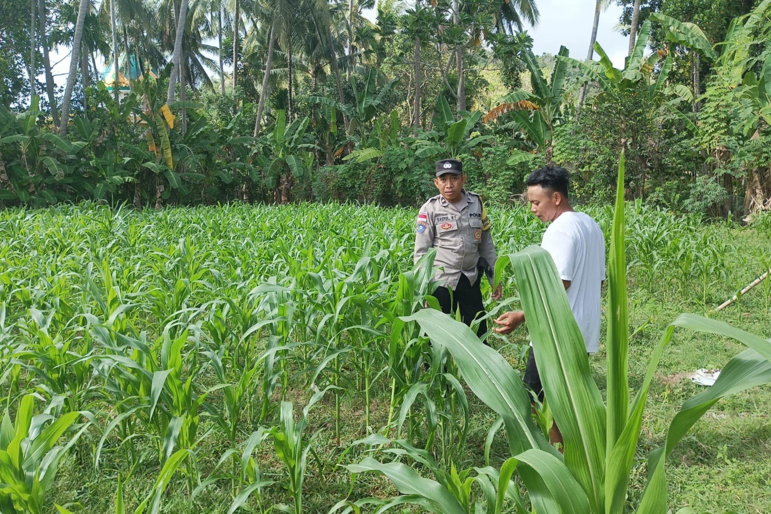 Polri di Tengah Petani Jagung: DDS Bangun Ketahanan Pangan Sekotong