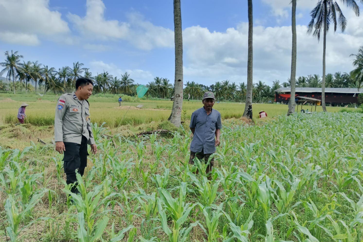 Jagung dan Keamanan: Bhabinkamtibmas Cendi Manik Turun ke Lahan
