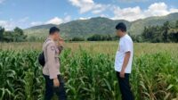 Pendampingan Petani Jagung oleh Polsek Kuripan, Dorong Ketahanan Pangan Lombok Barat
