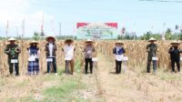 Lombok Barat Produksi 20 Ton Jagung dalam Panen Serentak, Bulog Pastikan Serap Hasil Petani