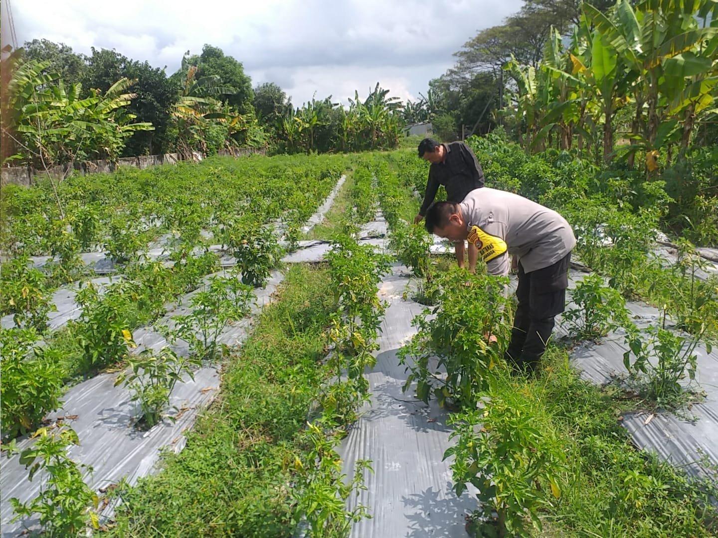 Polri Hadir Dukung Warga Jagaraga Wujudkan Desa Mandiri Pangan
