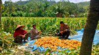 WhatsApp Image 2025-09-29 at 13.58.00 (1) Sinergi Polri dan Petani Eyat Mayang untuk Perkuat Ketahanan Pangan Nasional
