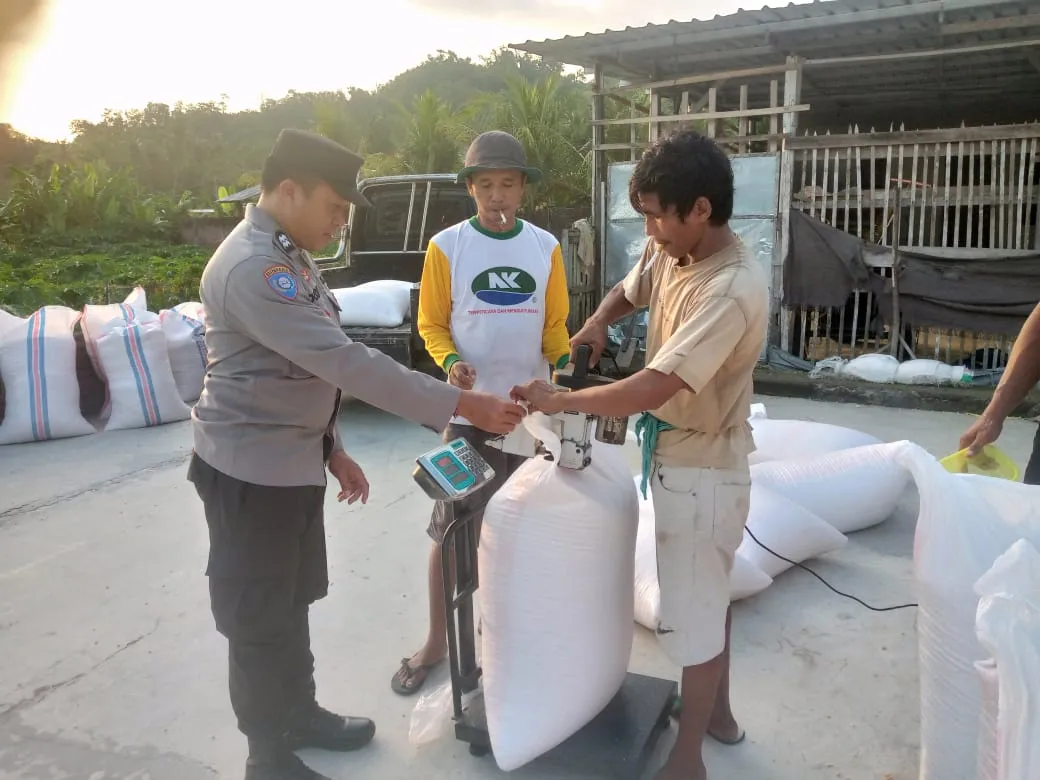 Jagung Petani Gerung Lolos Uji Kualitas, Siap Diserap Bulog NTB