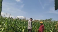 Tanpa Kendala Pupuk, Petani Jagung di Lombok Barat Semakin Optimis