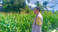 Kehadiran Polisi di Ladang Jagung, Bukti Sinergi Polri dan Petani di Lombok Barat