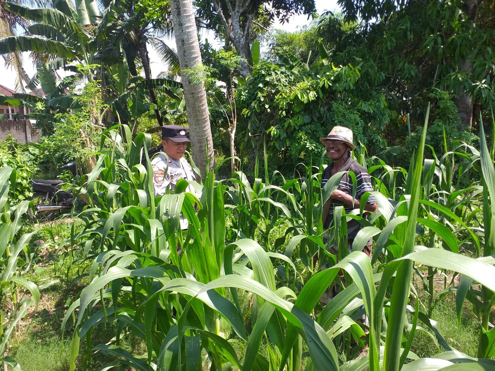 Polsek Kuripan Turun ke Sawah, Dukung Petani Tingkatkan Produksi Jagung