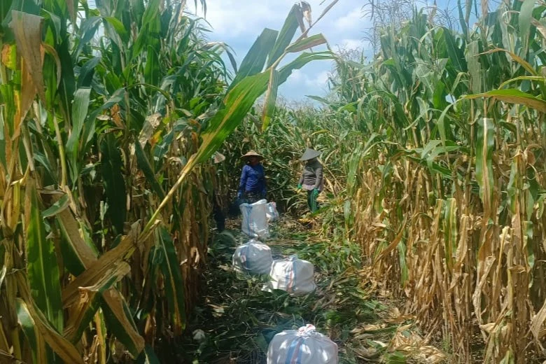Polres Lombok Barat Kawal Stabilitas Harga Beras untuk Lindungi Warga