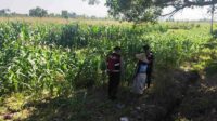 Patroli Ketahanan Pangan: Sinergi Polres Lobar dan Petani Jagung