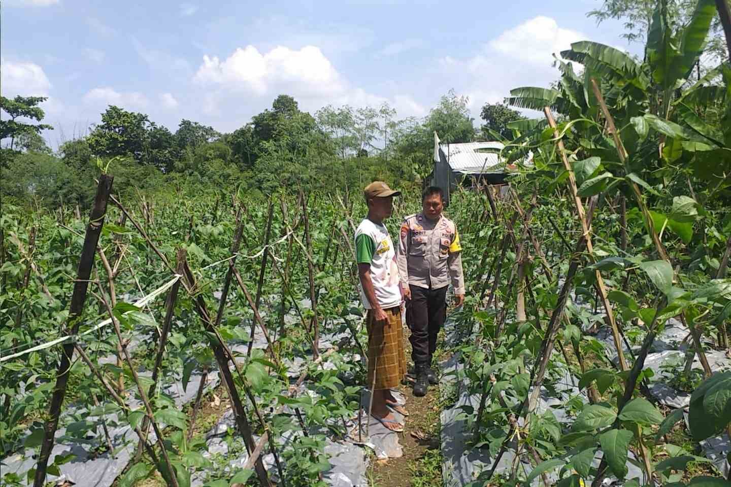 Sinergi Polri-Warga: Pekarangan Rumah Jadi Kunci Mandiri Pangan