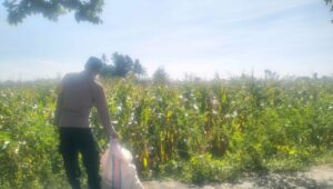 Jagung Lelede Panen Raya, Polri Pastikan Proses Aman dan Harga Stabil