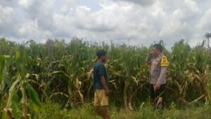 Sinergi Polri dan Warga Wujudkan Kemandirian Pangan di Lombok Barat