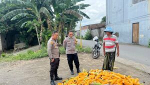 Polsek Labuapi Bantu Petani Amankan Harga Panen Jagung ke Bulog